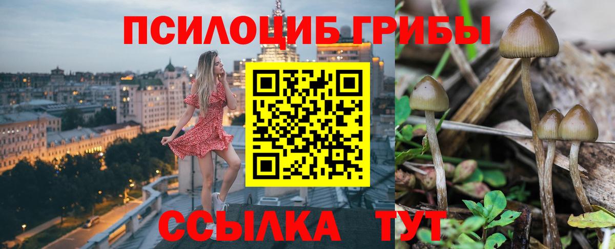 Казань  Псилоцибиновые грибы Cubensis  Вход с VPN 
